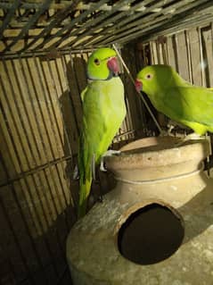 Breeder pair