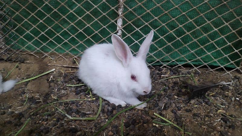 baby bunnies/rabbits 2