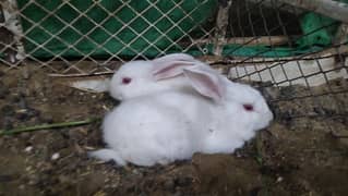 baby bunnies/rabbits