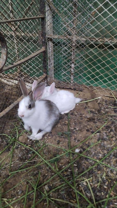 baby bunnies/rabbits 1