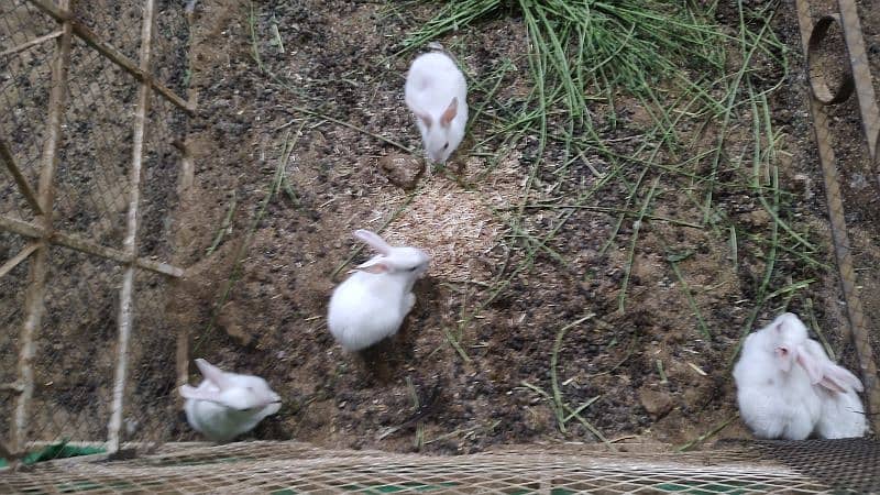 baby bunnies/rabbits 4