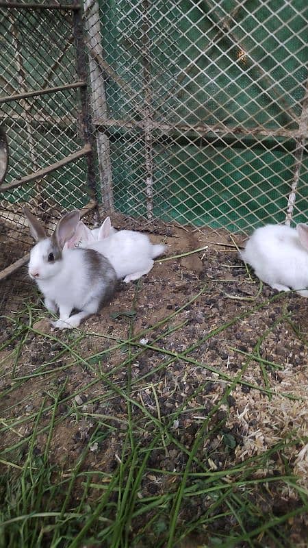 baby bunnies/rabbits 5