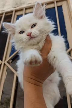 persian cats kittens for sale healthy and active Blue Eyes