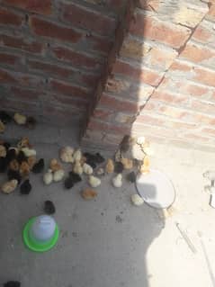 desi murgi chicks