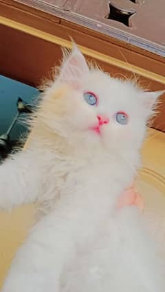 persian kittens odd eyes