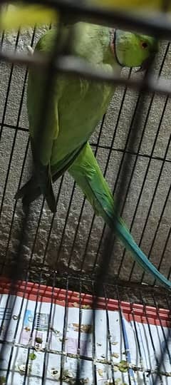 Green Male parrot