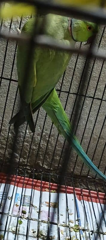 Green Male parrot 0