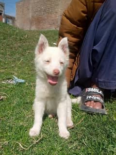 rassian papy female pink nose 2 mahnt for sale active and healthy