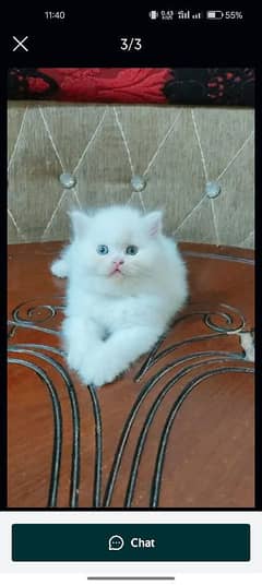 persian all cats delivery available