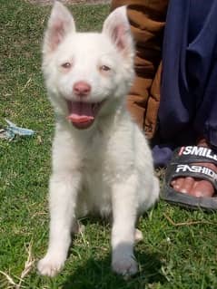 rassian papy female pink nose for sale active and healthy