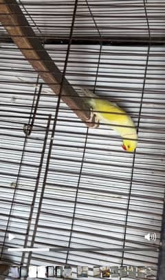 yellow ringneck green ringneck love birds cage