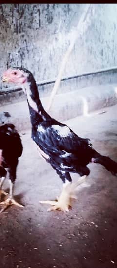 Quality Shamo Chiks 03224964486