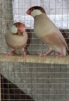 Java Finch java birds