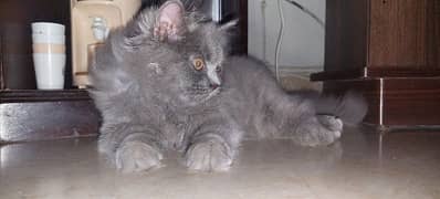 triple coat persian male