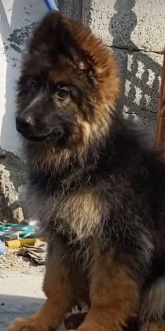 German shepherd female puppy