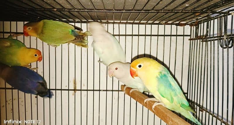 Different Love birds for sale. 1