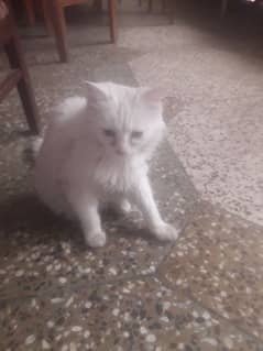 white persian cat