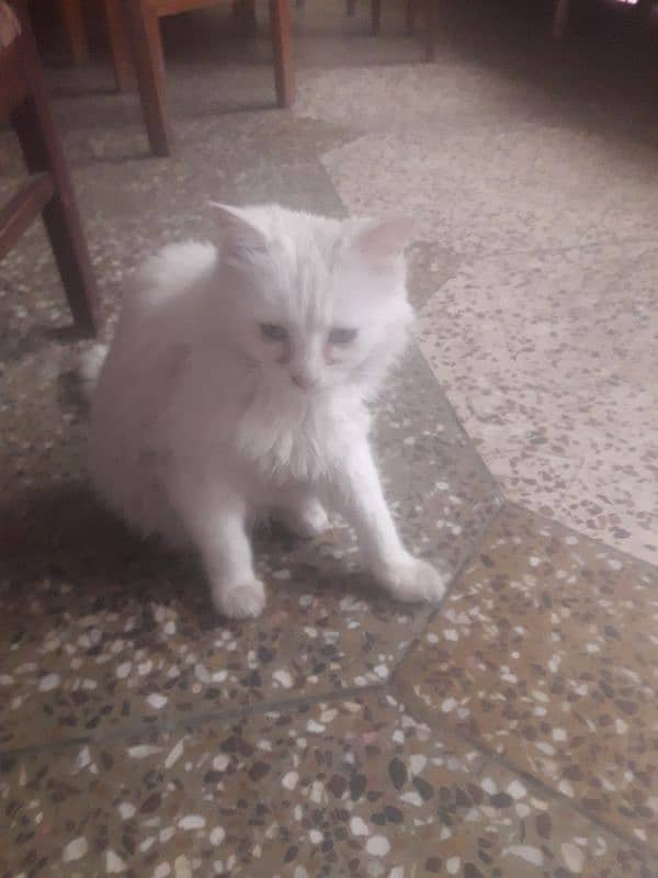 white persian cat 0