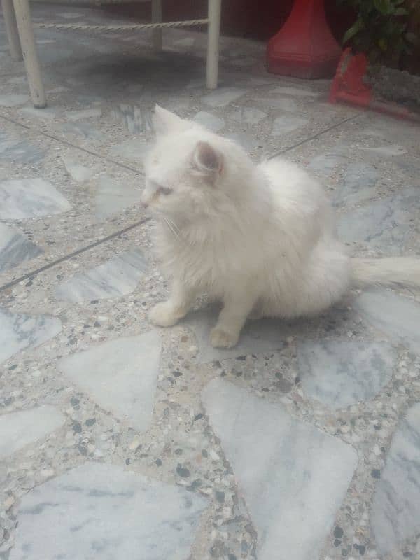 white persian cat 1