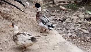 Dasi Duck brider Pair