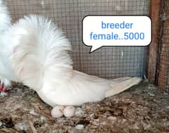 fancy pigeon | kabutar| Jacobin|  frillback saddle | amarican fantail|