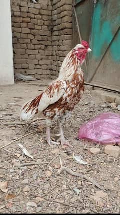 for sale high quality breeder location nowshera pubbi station