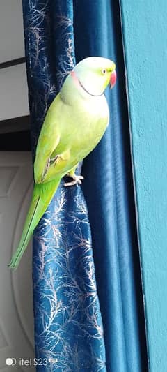 male tacking parrot