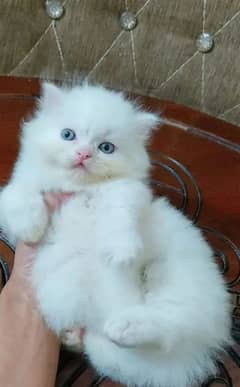 cat available 2 month baby delivery available