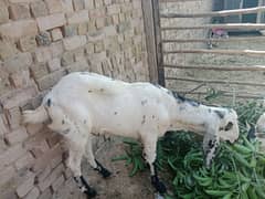 Qurbani 2025 ky liay bakry for sale