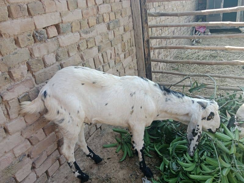 Qurbani 2025 ky liay bakry for sale 0