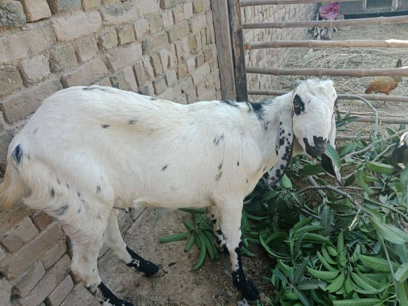 Qurbani 2025 ky liay bakry for sale 1