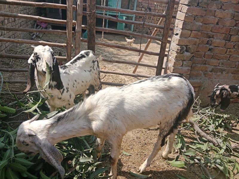 Qurbani 2025 ky liay bakry for sale 2