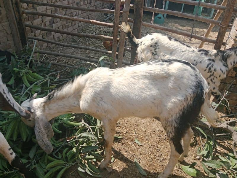 Qurbani 2025 ky liay bakry for sale 3