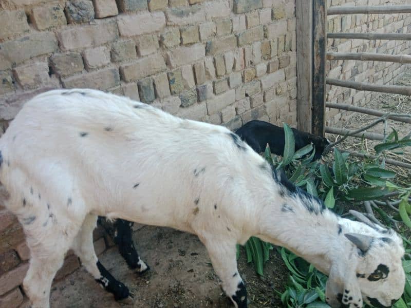 Qurbani 2025 ky liay bakry for sale 5