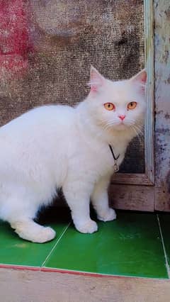 femail cat double coating urgent sale