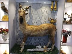 markhor