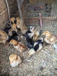 high quality chicks for sale in sindhi cross