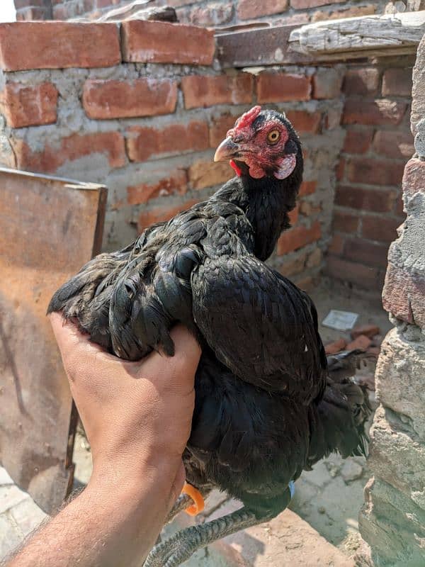 high quality chicks for sale in sindhi cross 1