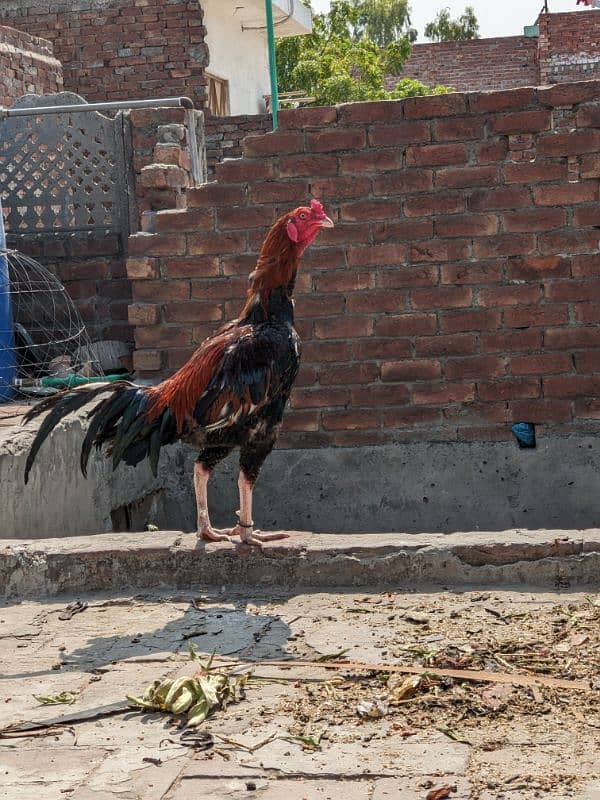 high quality chicks for sale in sindhi cross 2