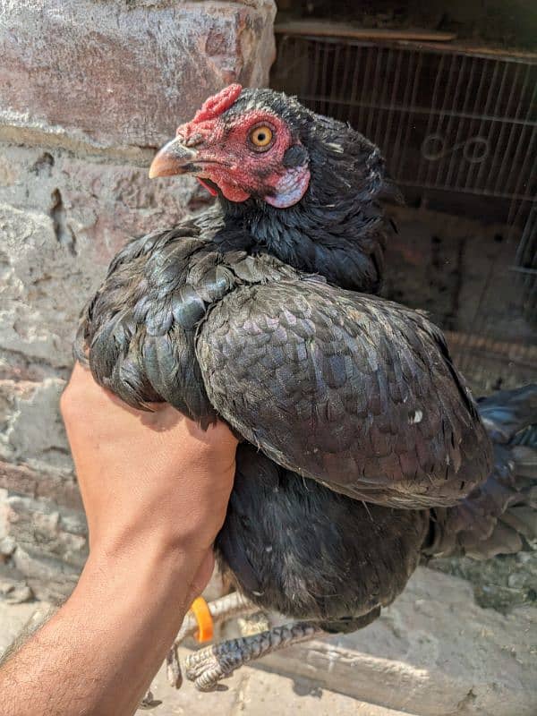 high quality chicks for sale in sindhi cross 3