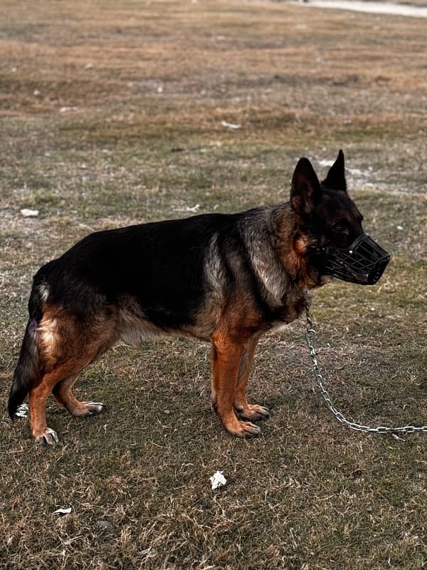 German Shepherd 2