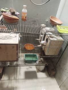 fawn jawa finches and white jawa . love birds full setup for sale