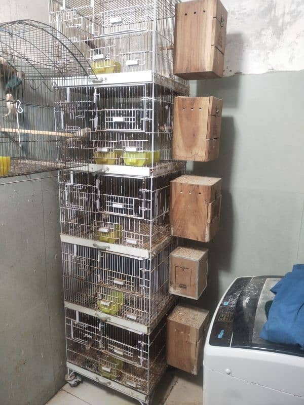 fawn jawa finches and white jawa . love birds full setup with cages 1