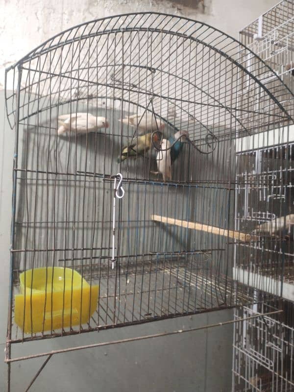 fawn jawa finches and white jawa . love birds full setup with cages 2