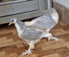 Huge size Silver Lahori Sheerazi Chicks Pair from same clutch for sale