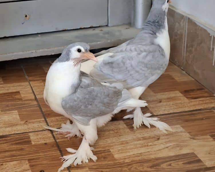 Huge size Silver Lahori Sheerazi Chicks Pair from same clutch for sale 1