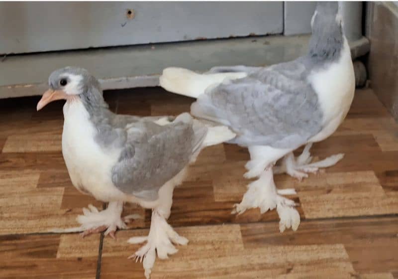 Huge size Silver Lahori Sheerazi Chicks Pair from same clutch for sale 2