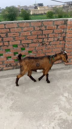 bakri for sale age 1 year