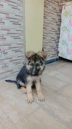 German shepherd female puppy