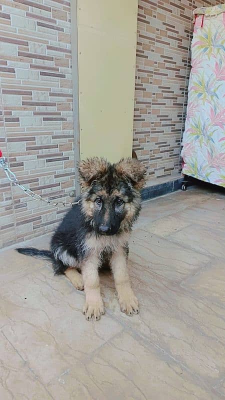 German shepherd female puppy 0